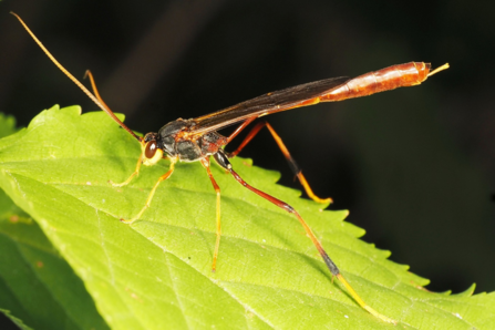 Aphanistes klugii - Martin Elkins