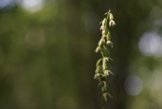 Green-flowered helleborine Credit Jessica Fung