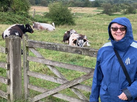 Hazel Ryan with cows at Cutacre nature reserve