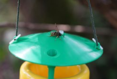 Lunar hornet moth found by pheromone lures Credit Jessica Fung 