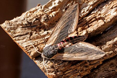 Our new discovery is parasitic on pine hawk-moths. Credit Margaret Holland