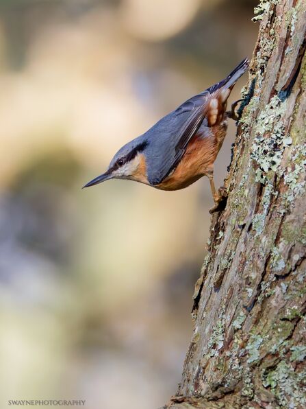 Nut hatch on a tree at Mere Sands Wood Credit Swaynephotography