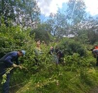 Volunteers Balsam Busting at Darcy Lever Gravel Pits Credit Alexandra Fancett