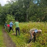 Volunteers Balsam Busting at Darcy Lever Gravel Pits Credit Alexandra Fancett