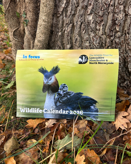 2026 wildlife calendar, on autumnal leaves, propped up on a tree trunk