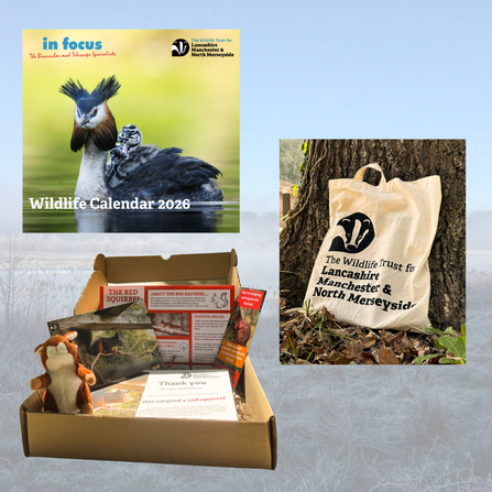 Photos of our 2026 calendar, tote bag and red squirrel adoption pack