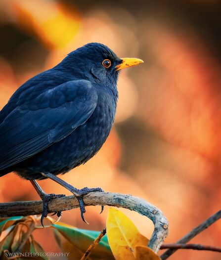 Blackbird on a branch at Mere Sands Wood Credit swaynephotography