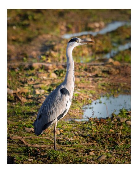 Grey heron at Brockholes Credit Steve Brayne
