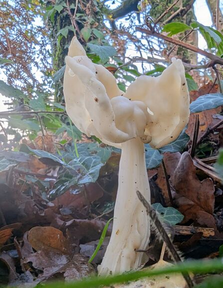 White saddle fungus at Mere Sands Wood Credit Mark Lazenby 