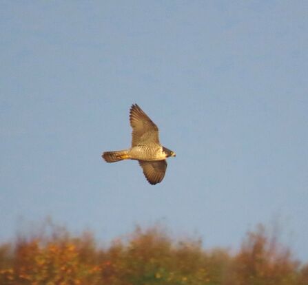Peregrine Falcon at Chat Moss nature reserve Credit Kevin Bradshaw 