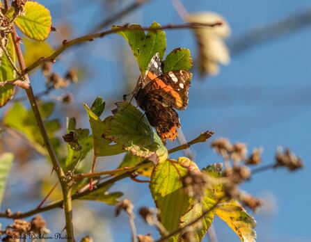 Red admiral butterfly at Heysham Credit Janet Packham