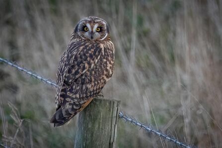Short eared owl sat on a fence post at Lunt Meadows by Simon Williams 