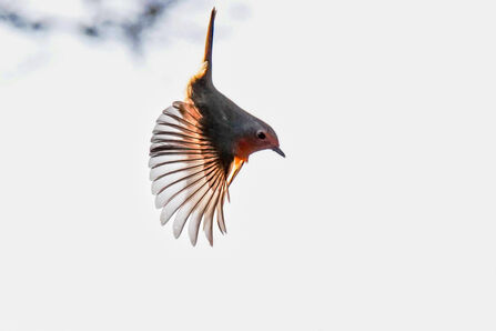 Robin - December 2025 photo competition runner up 