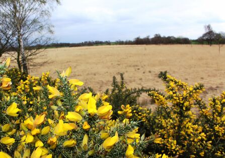 Highfield Moss by Alan Wright