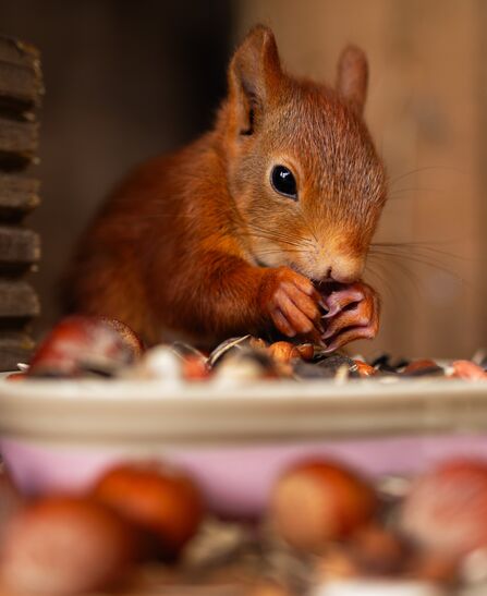 Houdini eating nuts in soft release pen