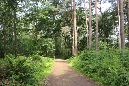 Mere Sands Wood by Alan Wright