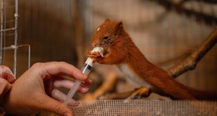 Houdini drinking milk 