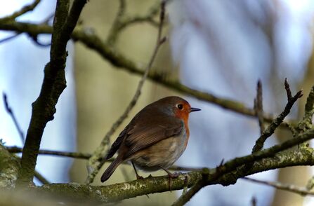 Robin - December 2025 photo comp winner