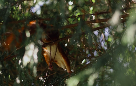 Houdini leaps into his new home in the trees