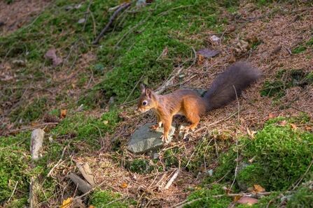Tweeddale Red Squirrel sitting on a rock