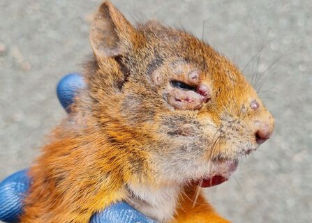 A red squirrel with lesions around the eye - a sign of squirrel pox