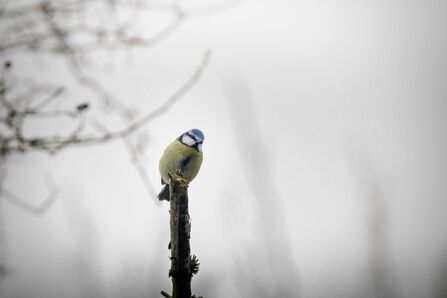 January 2026 Photo Comp Winner - Blue Tit at Brockholes 