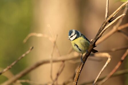 Blue tit on a branch in the winter sunshine at Mere Sands Wood Credit Beckie Delaney