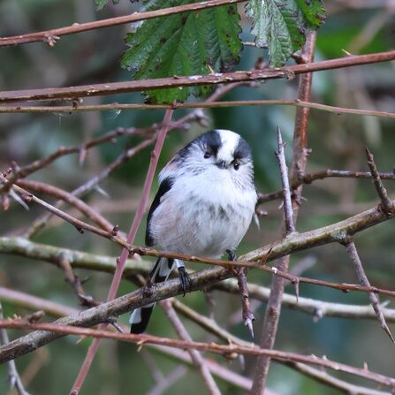 Long-tailed tit at Brockholes Credit Brian Kille