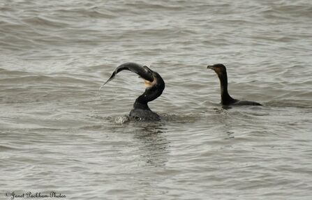 Cormorant swallowing a bass whole in the water at Heysham Credit Janet Packham