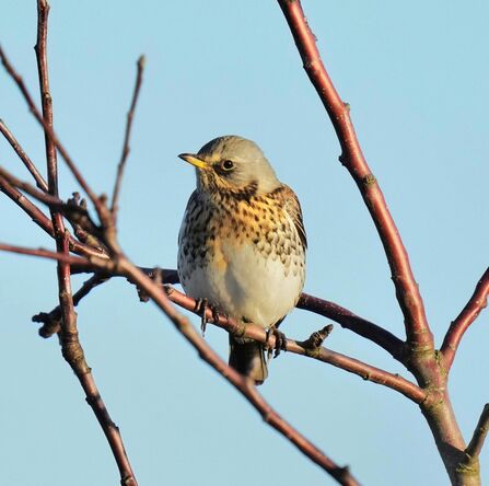 Fieldfare at Lunt Credit Kevin Hall