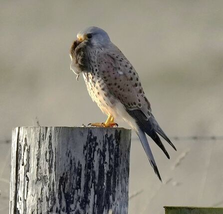 Male kestrel with vole for dinner at Lunt Credit Kevin Hall