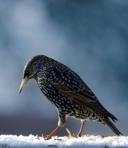 January 2026 Photo Comp - Starling up close at Brockholes 