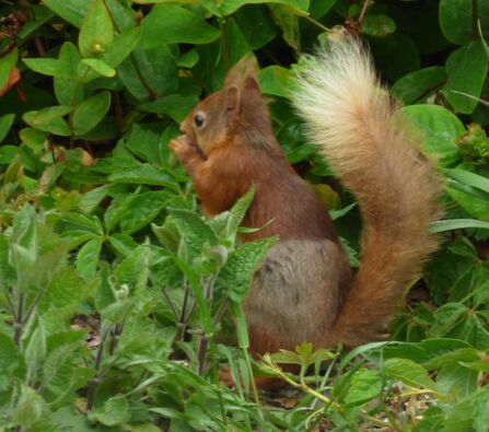 A moulting red squirrel in the grass