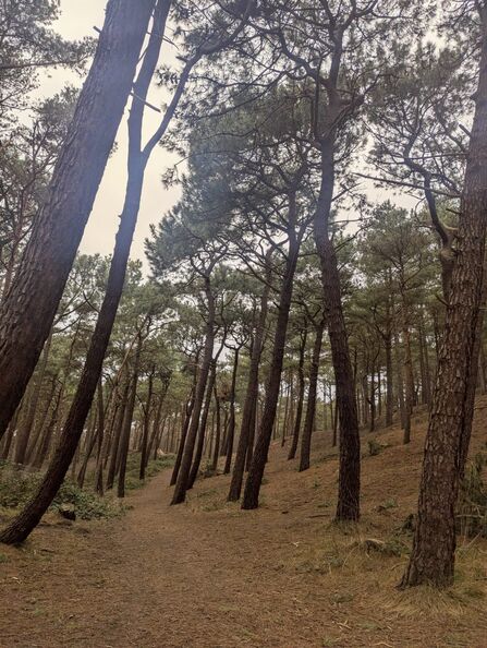 Trees in Formby