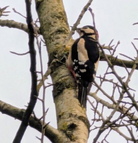 Woodpecker at Mere Sands Wood Credit Mark Lazenby