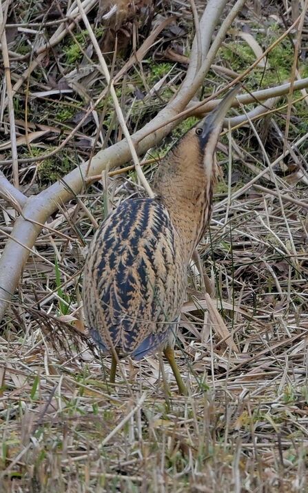 Bittern at Lunt Credit Kelvin Noden