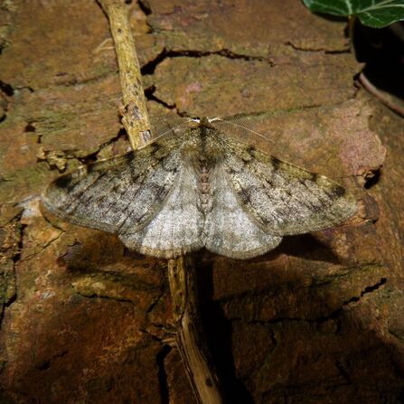 Brindled beauty moth at Brockholes Credit NWLG