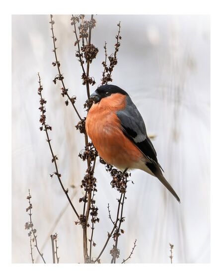 Bullfinch at Brockholes Credit Steve Brayne Photography