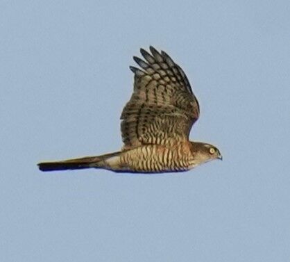 Female sparrowhawk in flight against a blue sky at Lunt Meadows Credit Kevin Hall