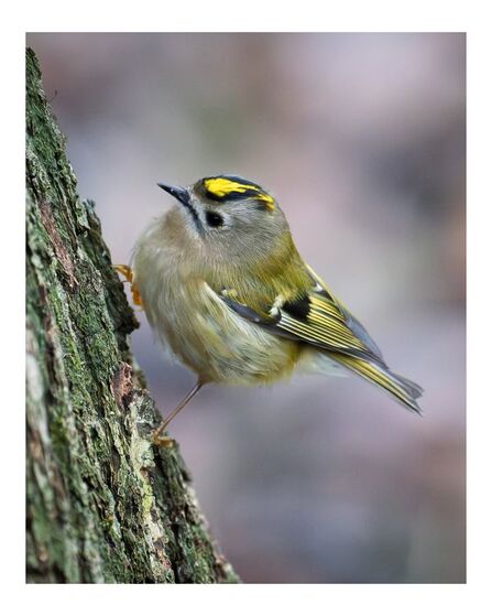 Goldcrest at Brockholes Credit Steve Brayne Photography