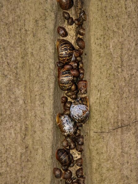 Snails huddling together against the cold at Heysham