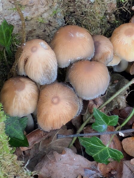 Glistening ink cap at Brockholes Credit Pam McInnes