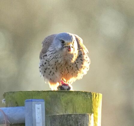 Male kestrel with caught mouse Credit Kevin Hall