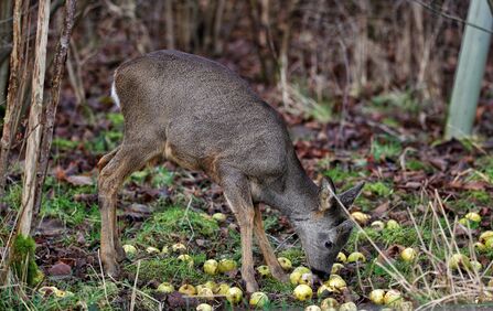 Roe deer at Brockholes Credit Shaun Maudsley
