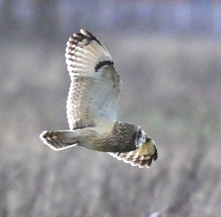 Short eared owl in flight at Lunt Meadows Credit Kevin Hall