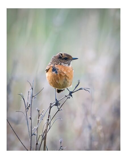 Female stonechat bird perched on a branch at Lunt Meadows Credit Steve Brayne Photography