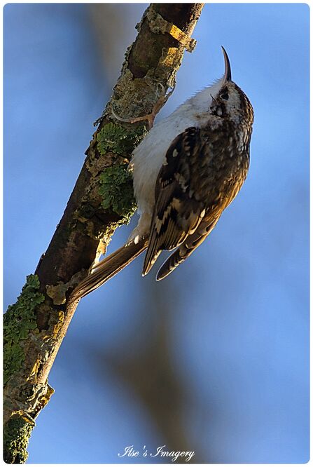 Treecreeper on a tree at Brockholes by Ilse's Imagery