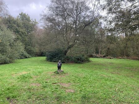Mole sculpture in field surrounded by trees
