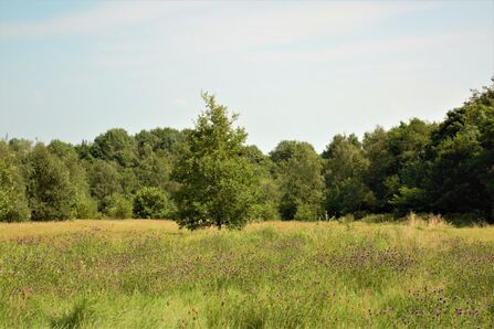 Green field surrounded by trees