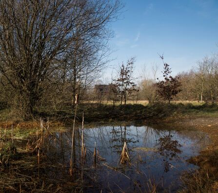 Pond surrounded by trees at Whitehead Hall Meadows